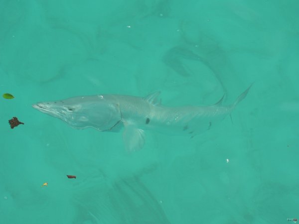 63- Un barracuda tourne autour du bateau 